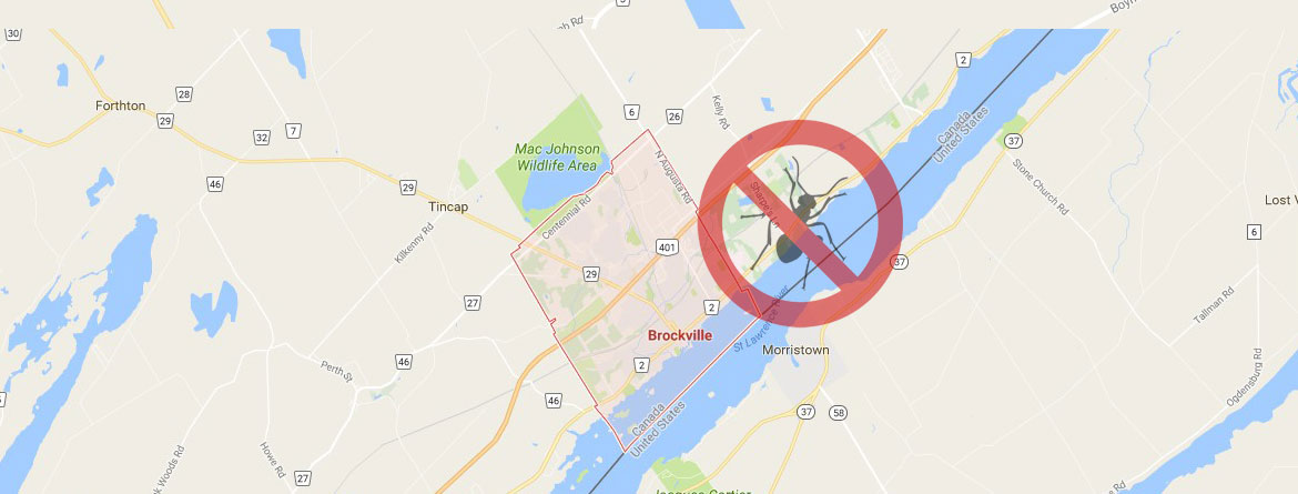 brockville-pest-constrol