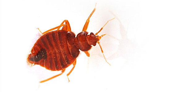 bed bug control